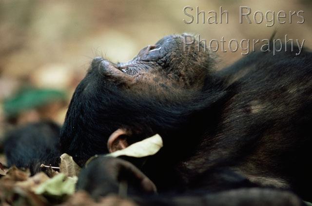 EAST-AFRICA;ENDANGERED;GREAT-APES;MAMMALS;PRIMATES;Relaxing;VERTEBRATES;chimpanzees;looking-up;resting