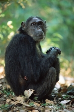 CHIMPANZEE