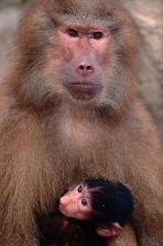 HAMADRYAS BABOON