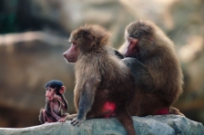 AFRICAN PRIMATES - BABOONS