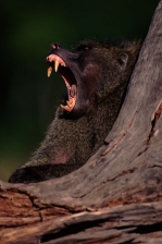 AFRICAN PRIMATES - BABOONS