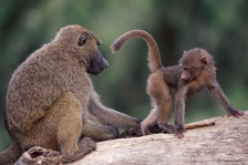 AFRICAN PRIMATES - BABOONS