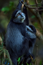 AFRICAN PRIMATES - GUENONS