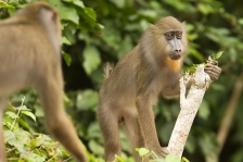 AFRICAN PRIMATES - MANDRILLS