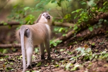 AFRICAN PRIMATES - MANGABEYS