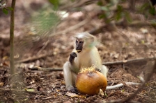 AFRICAN PRIMATES - MANGABEYS