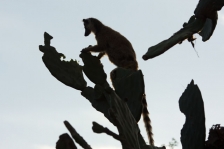 AFRICAN PRIMATES - LEMURS & SIFAKAS