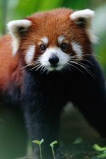 ASIAN NON-PRIMATES
