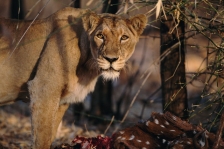 ASIATIC LION