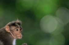 ASIAN PRIMATES - MACAQUES
