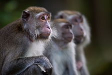 LONG-TAILED OR CRAB-EATING MACAQUE