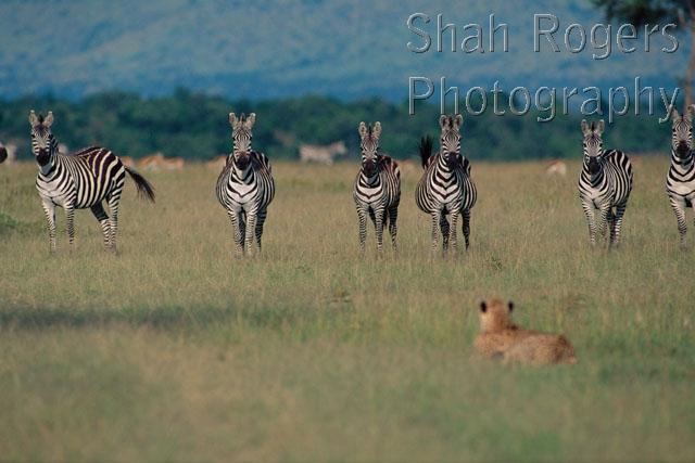 AFRICA;BEHAVIOUR;CARNIVORES;CATS;HORIZONTAL;MAMMALS;PERISSODACTYLA;PREDATION;RESERVE;VERTEBRATES;ZEBRAS