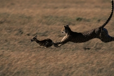 CHEETAH