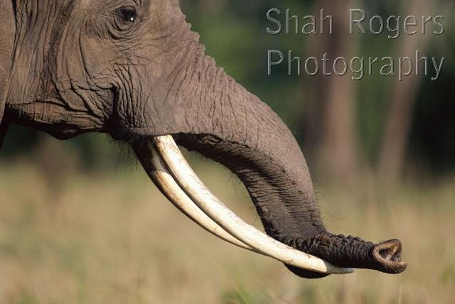 AFRICA;ELEPHANTS;ENDANGERED;HORIZONTAL;HUMOROUS;MAMMALS;PORTRAITS;PROBOSCIDS;PROBOSCIS;RESERVE;SKIN;TUSKS;VERTEBRATES