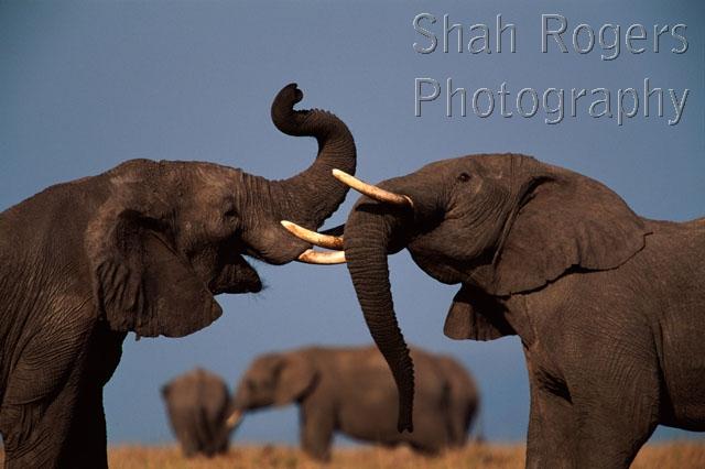 ACTION;AFRICA;DOMINANCE;ELEPHANTS;ENDANGERED;GRASSLAND;HORIZONTAL;MALES;MAMMALS;OUTSTANDING;PROBOSCIDS;RESERVE;SAVANNA;TUSKS;VERTEBRATES
