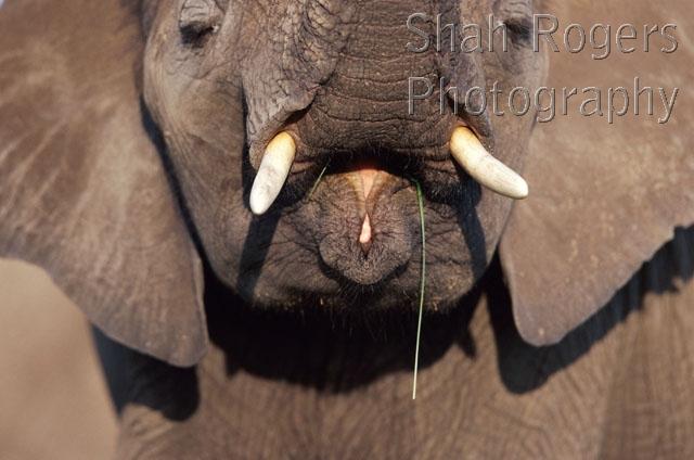 AFRICA;ELEPHANTS;ENDANGERED;HEADS;HORIZONTAL;INTERESTING;MAMMALS;MOUTHS;TRUNKS;TUSKS;VERTEBRATES