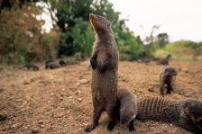 BANDED MONGOOSE