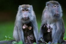 LONG-TAILED MACAQUE
