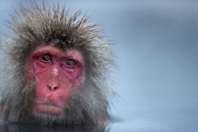 JAPANESE MACAQUES or SNOW MONKEYS
