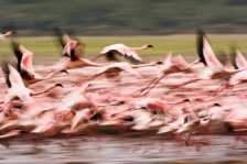 FLAMINGO