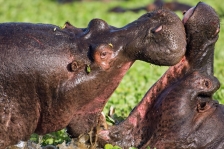 HIPPOPOTAMUS