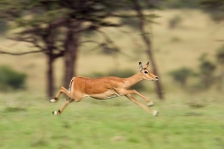 IMPALA