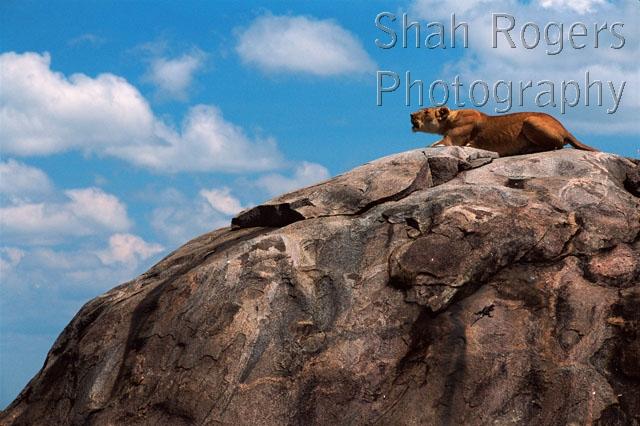 AFRICA;BIG-CATS;CARNIVORES;FEMALES;GRASSLAND;HORIZONTAL;LANDSCAPES;LIONS;MAMMALS;NP;PARENTAL;RESERVE;SAVANNA;VERTEBRATES;VOCALISATION