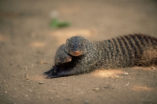 MONGOOSE
