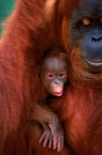 AFFECTIONATE;ASIA;BABY;ENDANGERED;FAMILIES;GREAT_APES;INDONESIA;MAMMALS;NP;ORANG