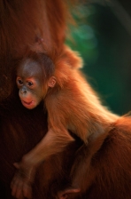 AFFECTIONATE;ASIA;BABIES;ENDANGERED;FAMILIES;FEMALES;GREAT_APES;HAIR;HORIZONTAL;
