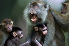 LONG TAILED OR CRAB EATING MACAQUES