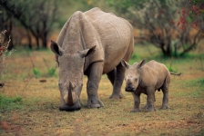 RHINOCEROS