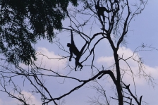 SOUTH AMERICAN PRIMATES