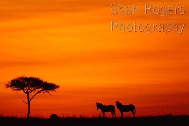 AFRICA;DUSK;GRASSLAND;HORIZONTAL;LANDSCAPES;MAMMALS;PEACEFUL;PERISSODACTYLA;SAVANNA;SILHOUETTES;SUNSET;VERTEBRATES;ZEBRAS