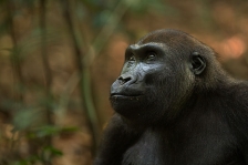GORILLA