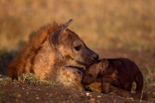 SPOTTED HYENA