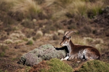 WALIA IBEX