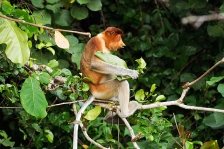 ASIAN PRIMATES - PROBOSCIS