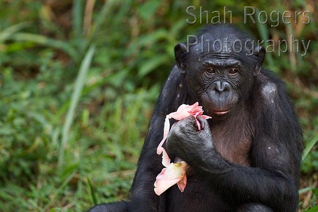www.shahrogersphotography.com