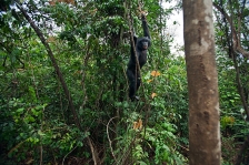 BONOBO