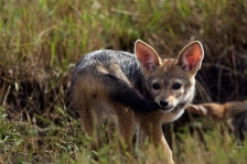 JACKAL