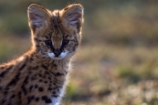 SERVAL