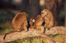 OLIVE BABOON