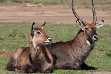 DEFASSA WATERBUCK
