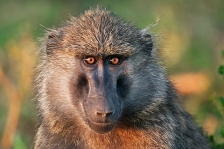 AFRICAN PRIMATES - BABOONS