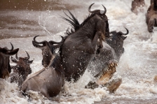 WILDEBEEST