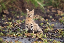 SERVAL