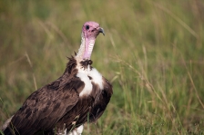 VULTURES
