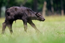 CAPE BUFFALO