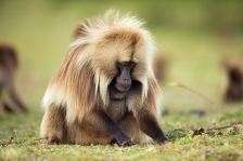 AFRICAN PRIMATES - GELADA